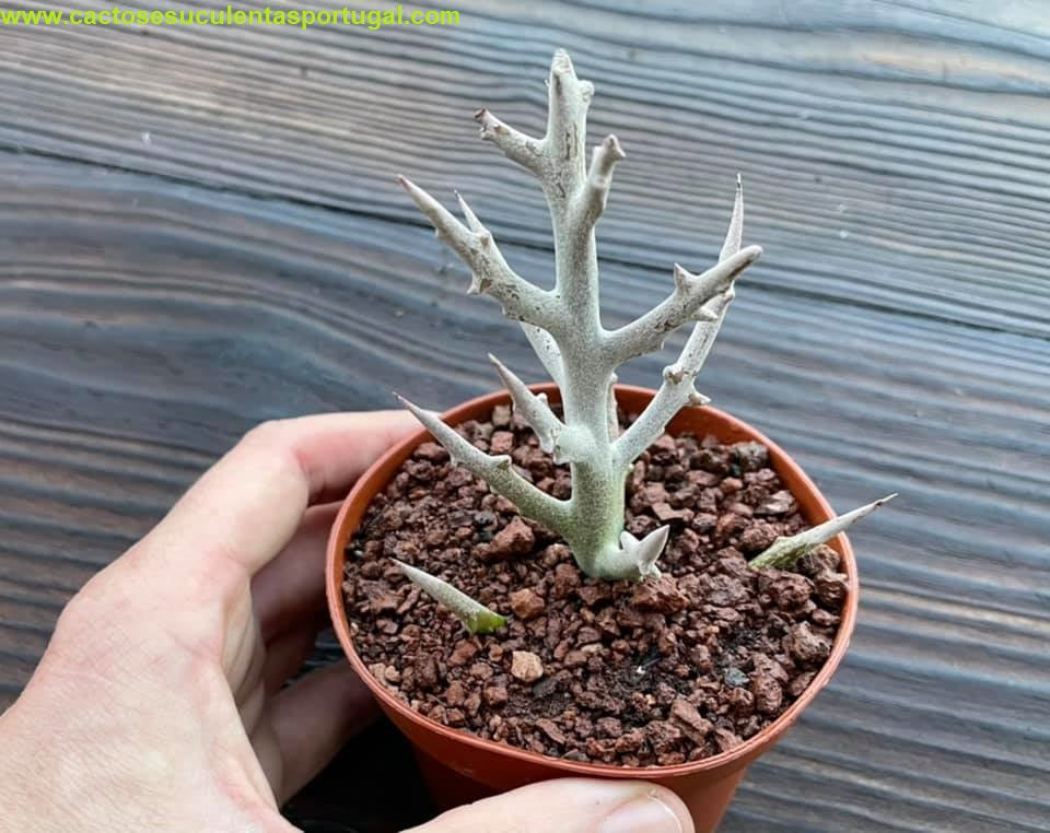 Euphorbia stenoclada