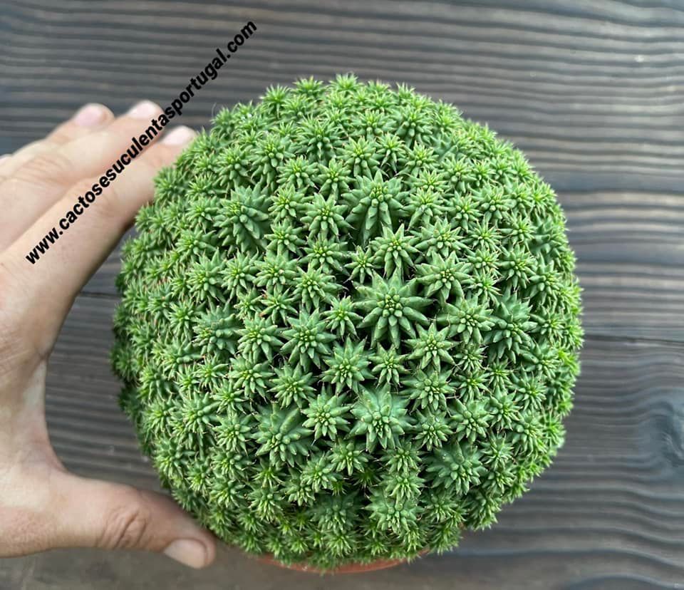 Euphorbia susannae (Suzanne's Spurge)