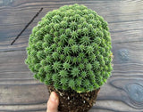 Euphorbia susannae (Suzanne's Spurge) extra ramificado