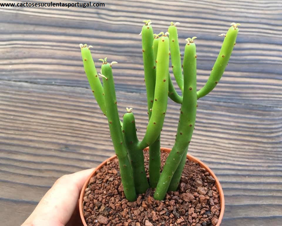 Euphorbia tirucalli, "sticks on fire"