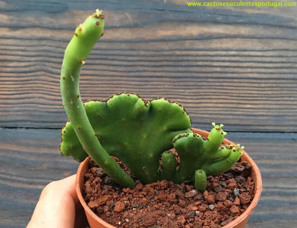 Euphorbia alluaudi cristata