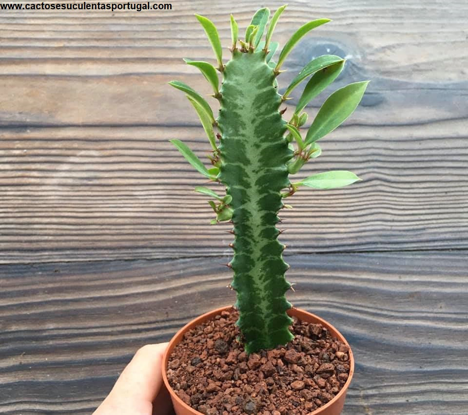 Euphorbia trigona