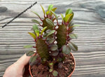 Euphorbia trigona rubra, Extra ramificada