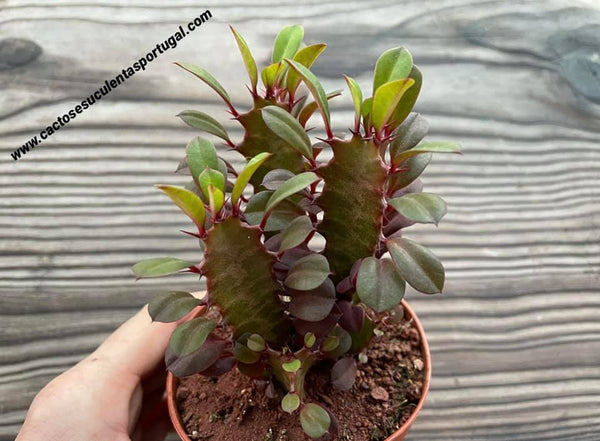 Euphorbia trigona rubra, Extra ramificada