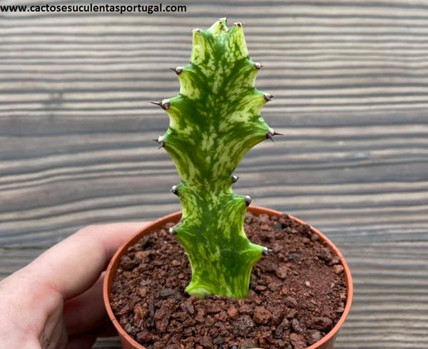 Euphorbia trigona form. variegata