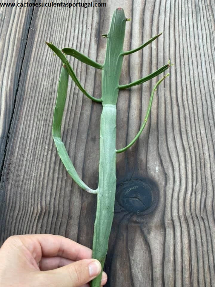 Euphorbia xylophylloides