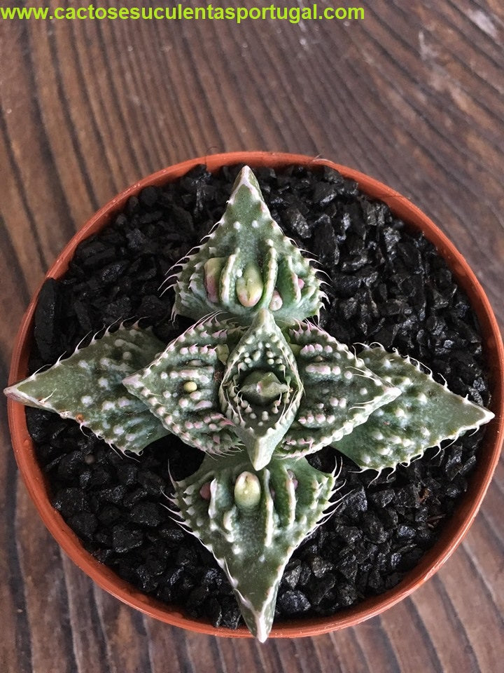 Faucaria híbrida "monster"