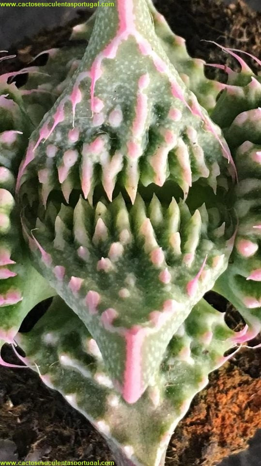 Faucaria híbrida "monster"