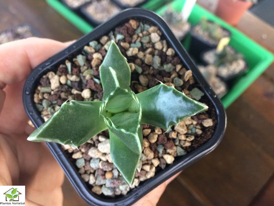 Faucaria tigrina