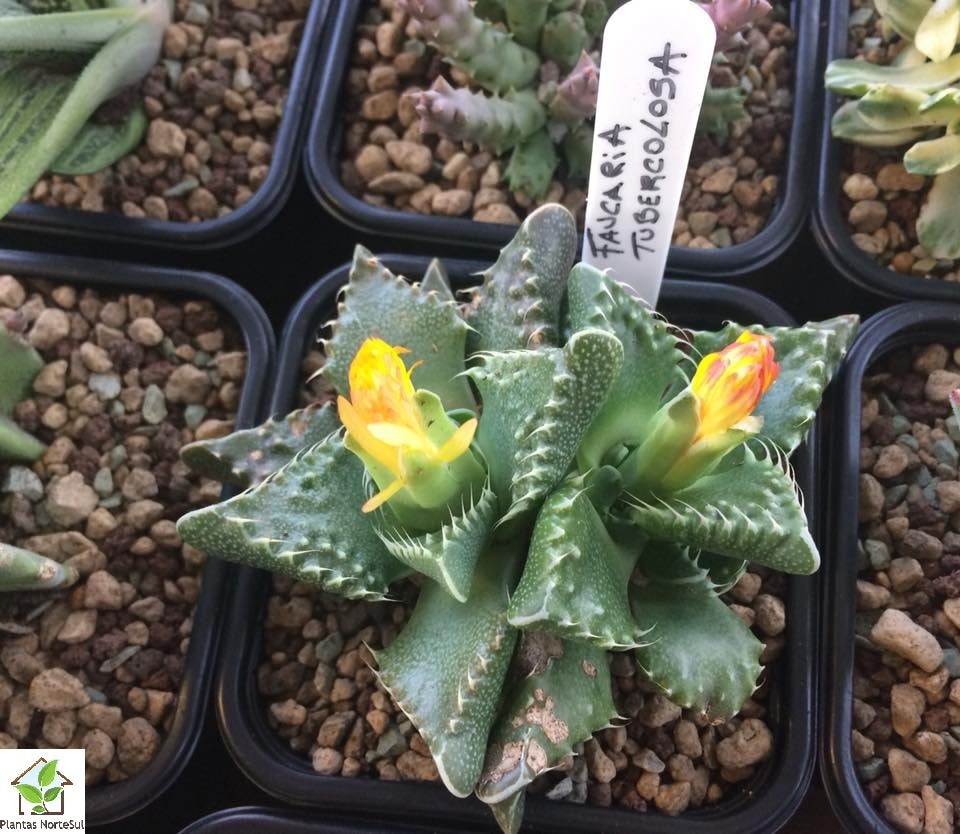 Faucaria tuberculosa