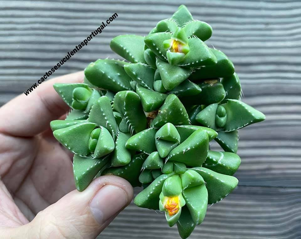Faucaria subintegra L. Bolus