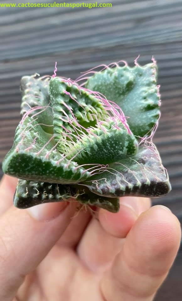 Faucaria tuberculosa f. monstruosa "variation pink tones"