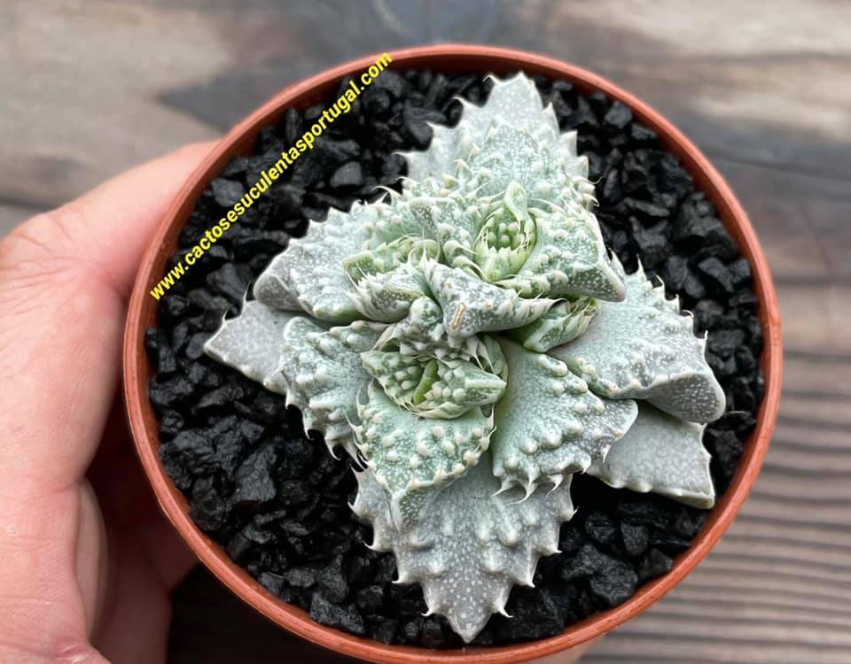 Faucaria tuberculosa f. monstruosa, variation white tones