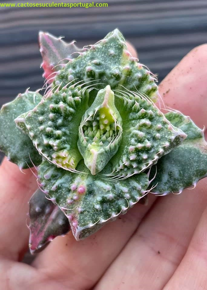 Faucaria tuberculosa f. monstruosa variegata