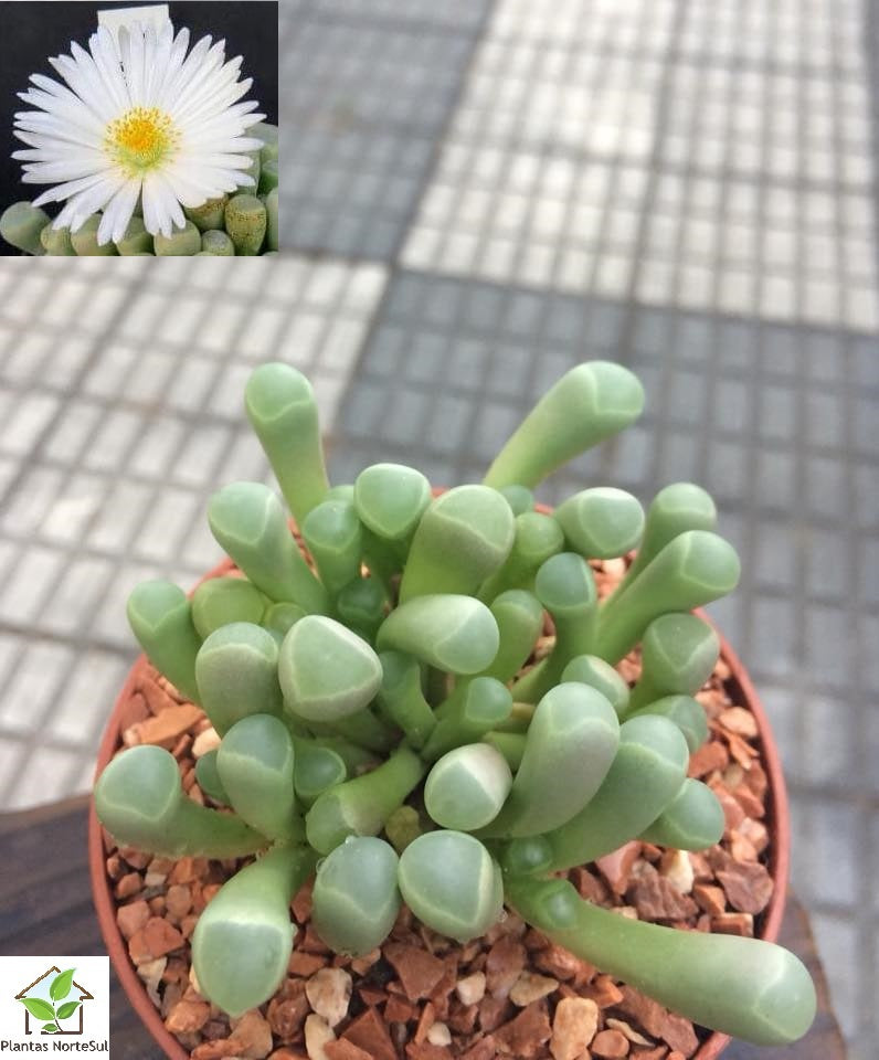 Fenestraria rhopalophylla, flor branca