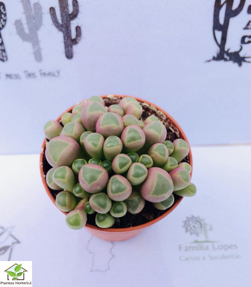 Fenestraria rhopalophylla, flor amarela