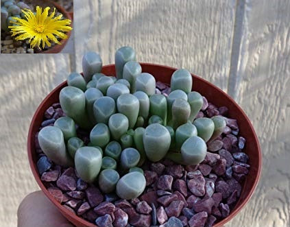Fenestraria rhopalophylla