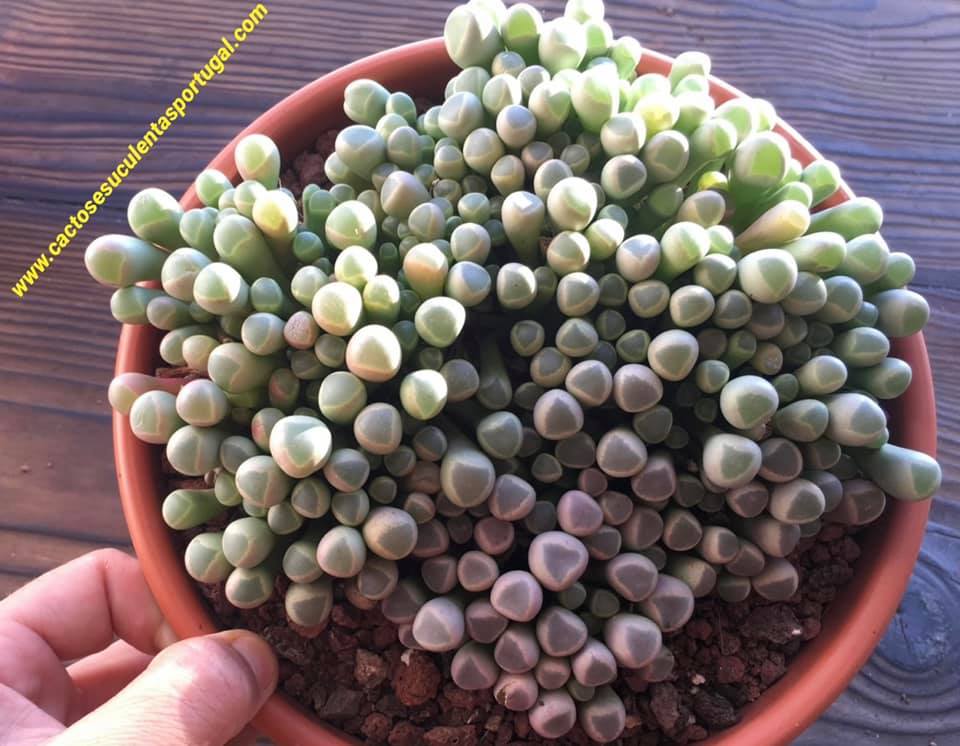 Fenestraria rhopalophylla