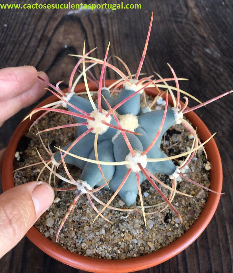 Ferocactus emoryi