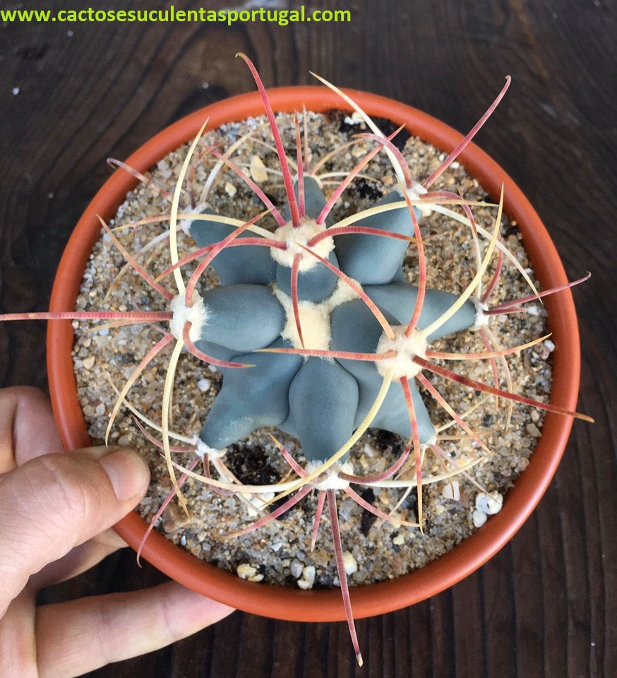 Ferocactus emoryi 