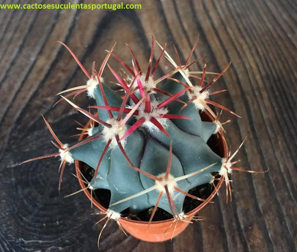 Ferocactus emoryi 