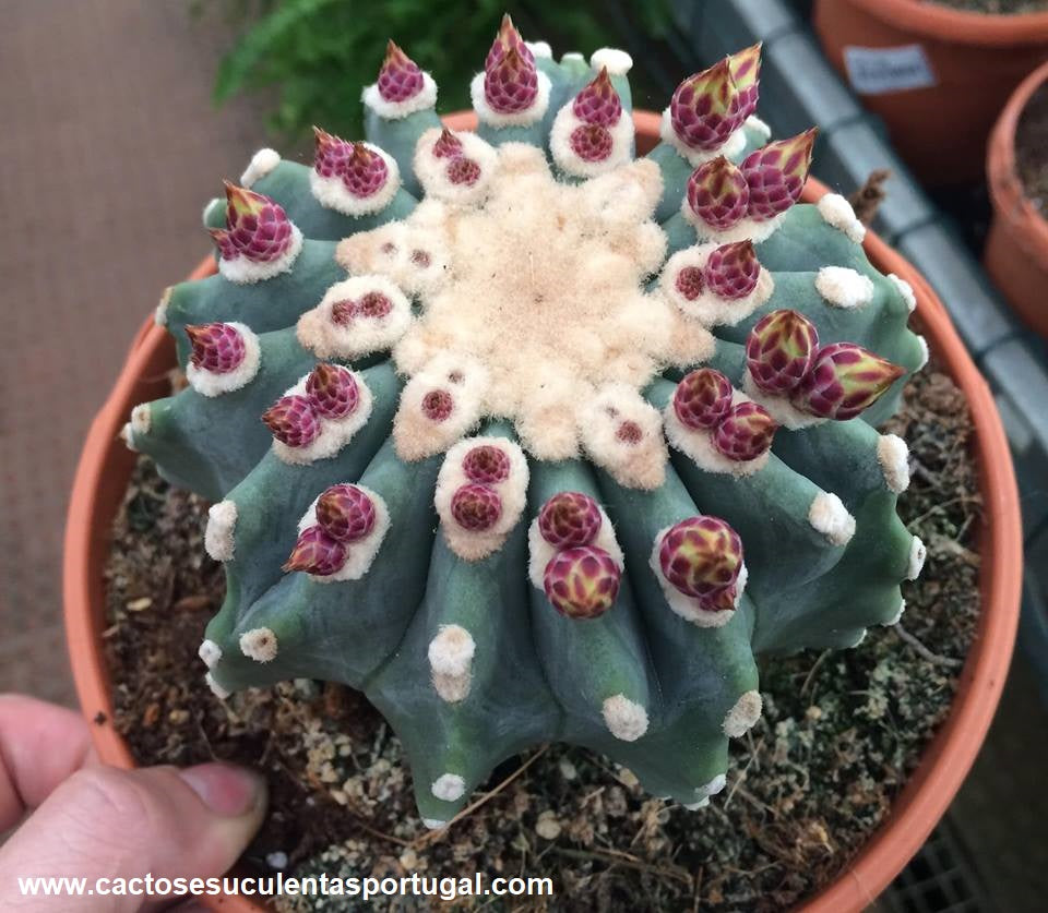 Ferocactus glaucescens f. inermis