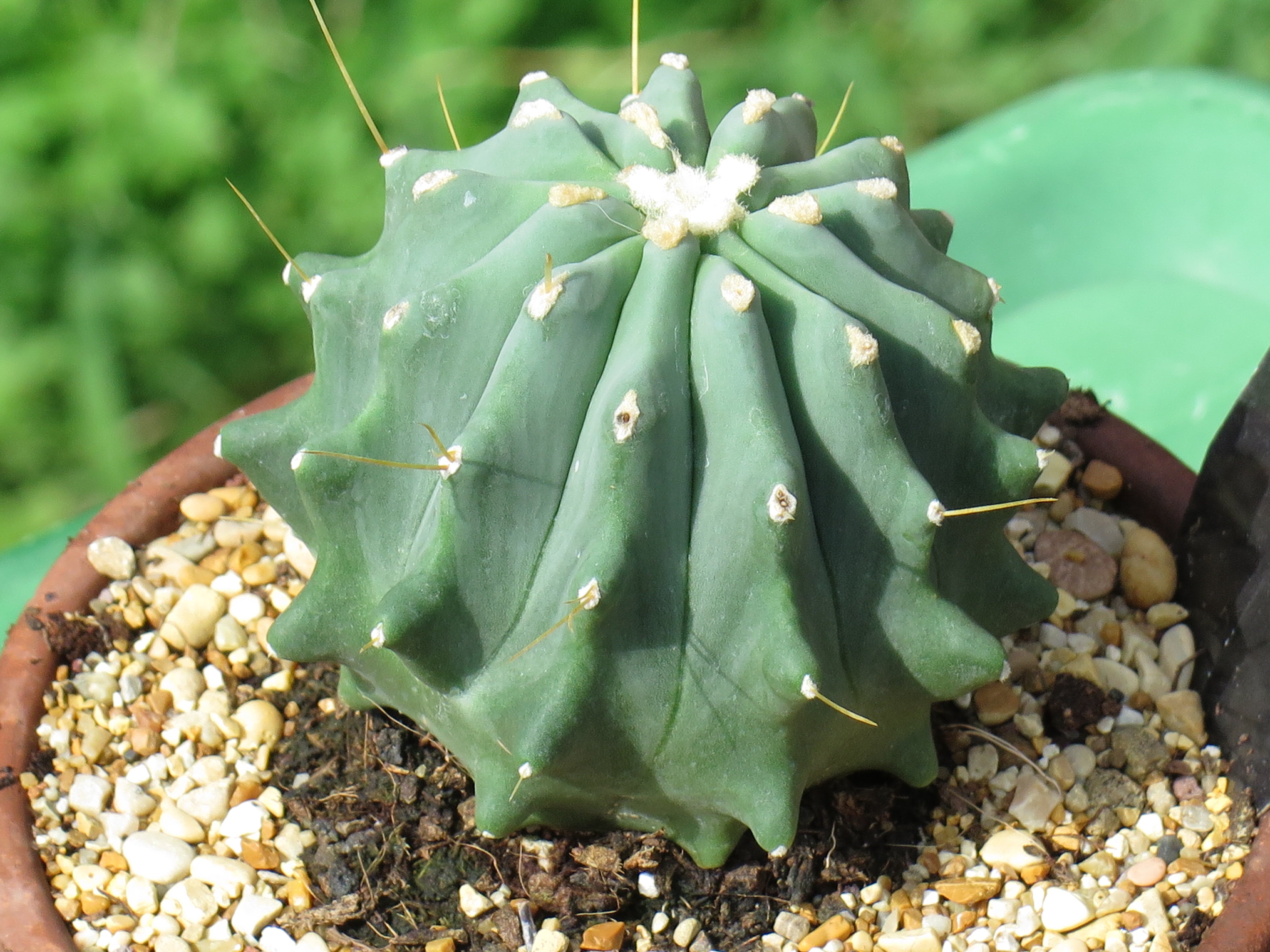 Ferocactus glaucescens f. inermis