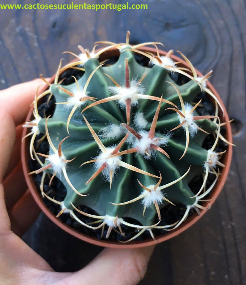 Ferocactus latispinus 