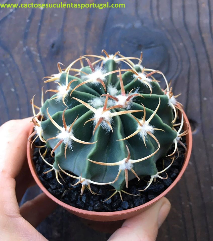 Ferocactus latispinus 
