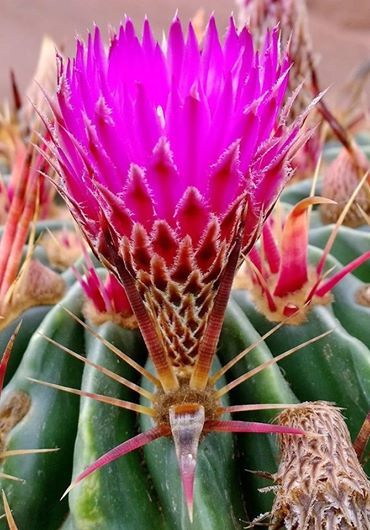 Ferocactus latispinus flower