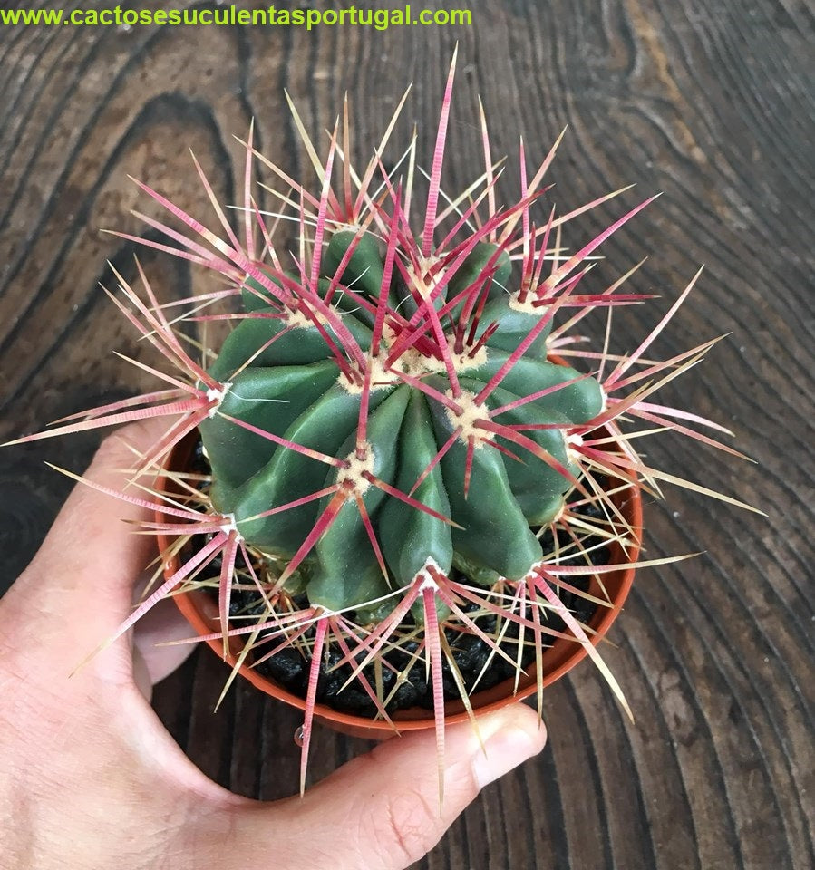 Ferocactus pilosus