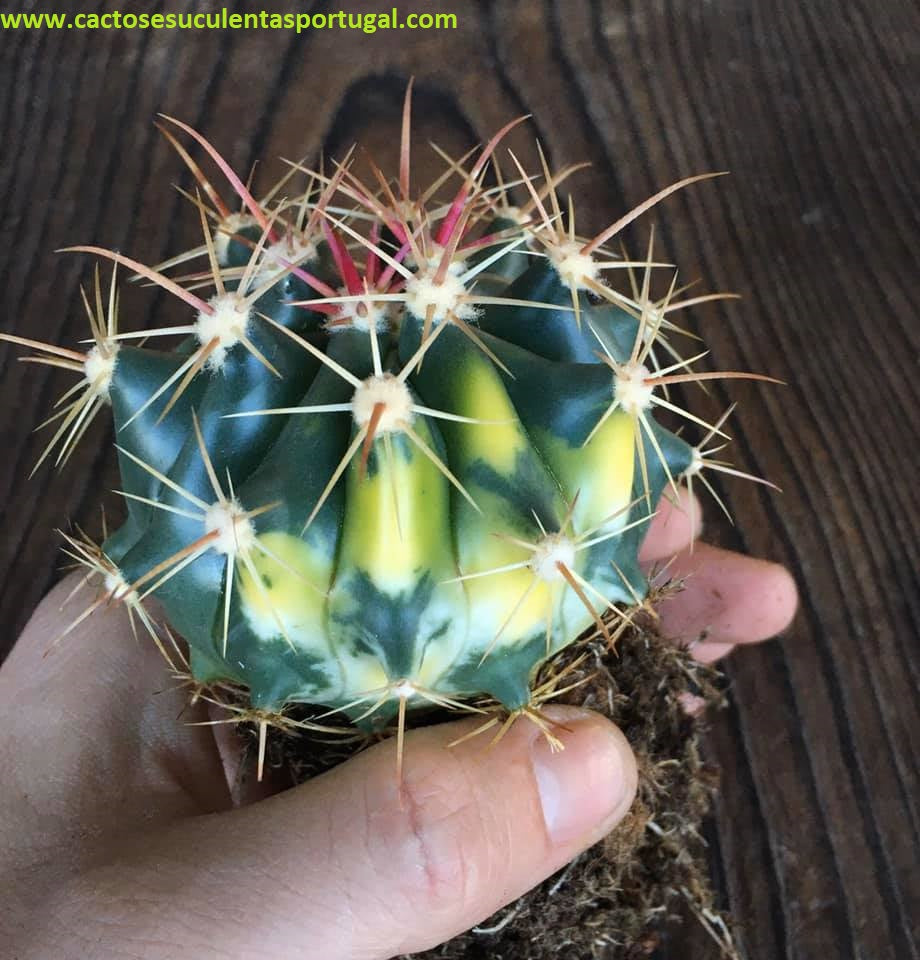 Ferocactus pottsii var. alamosensis variegata
