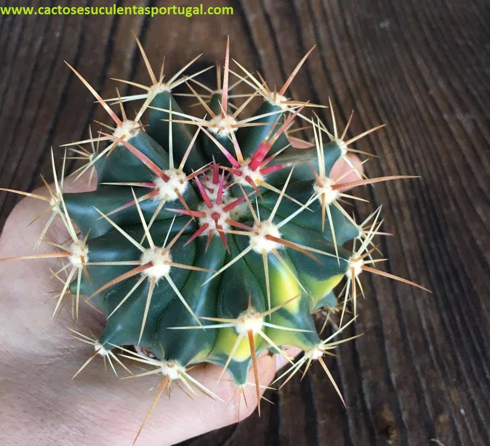 Ferocactus pottsii var. alamosensis variegata