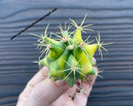 Ferocactus gracilis form. variegata