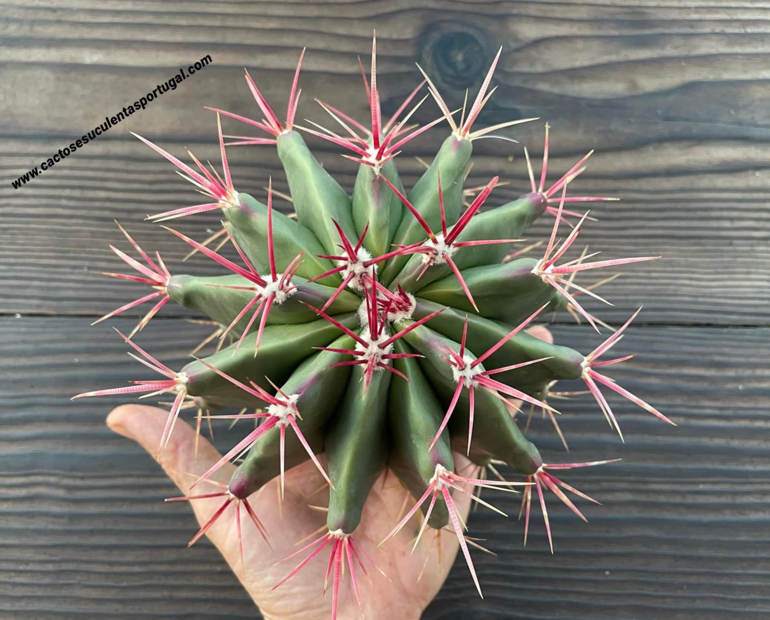 Ferocactus stainesii var. pilosus 