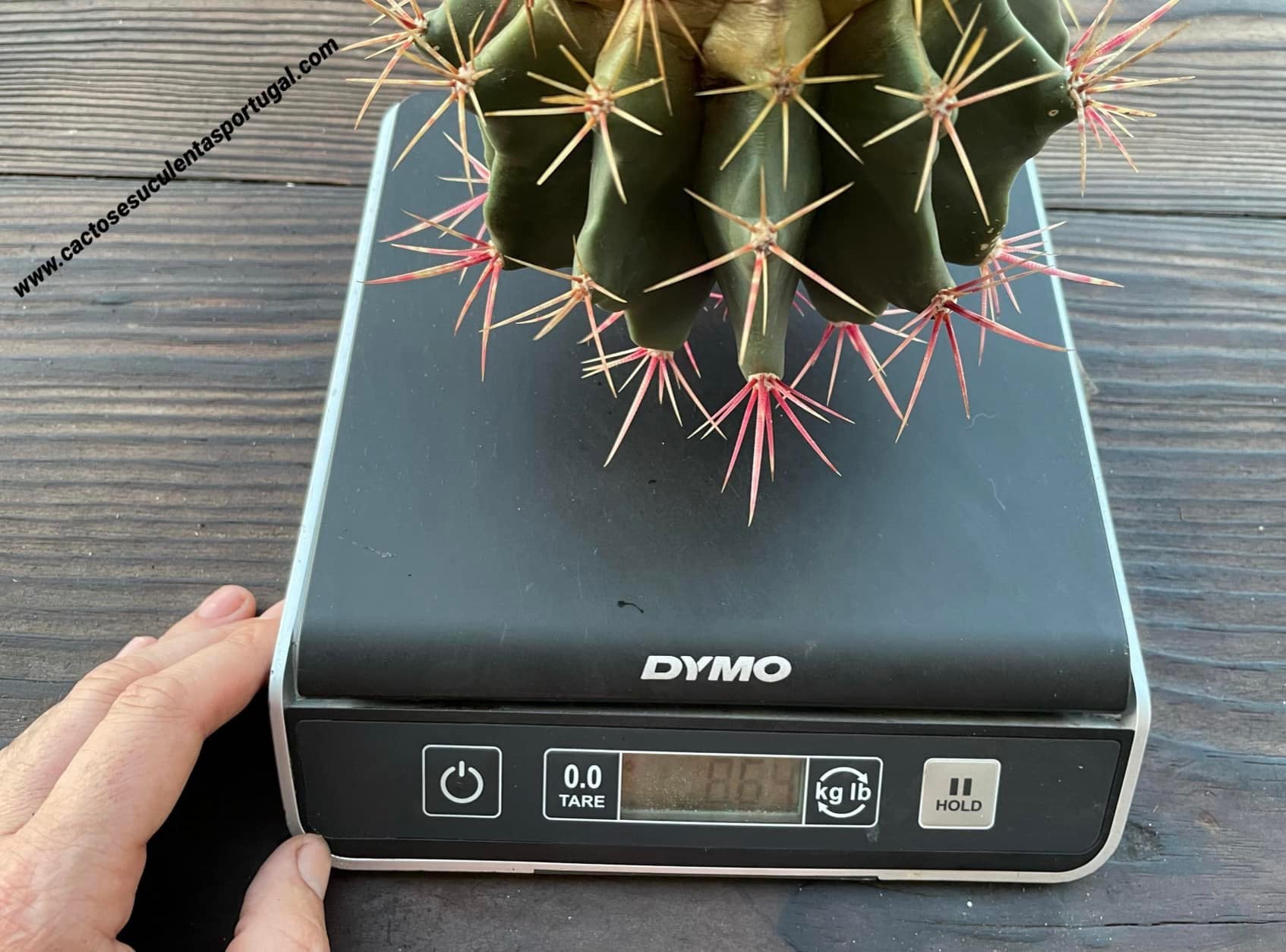 Ferocactus stainesii var. pilosus 