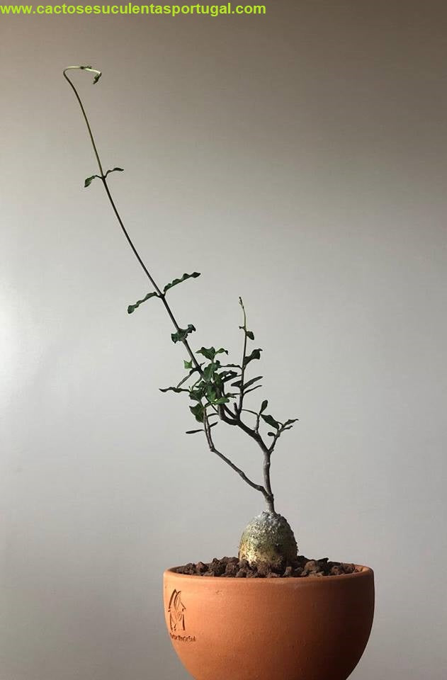 Fockea edulis