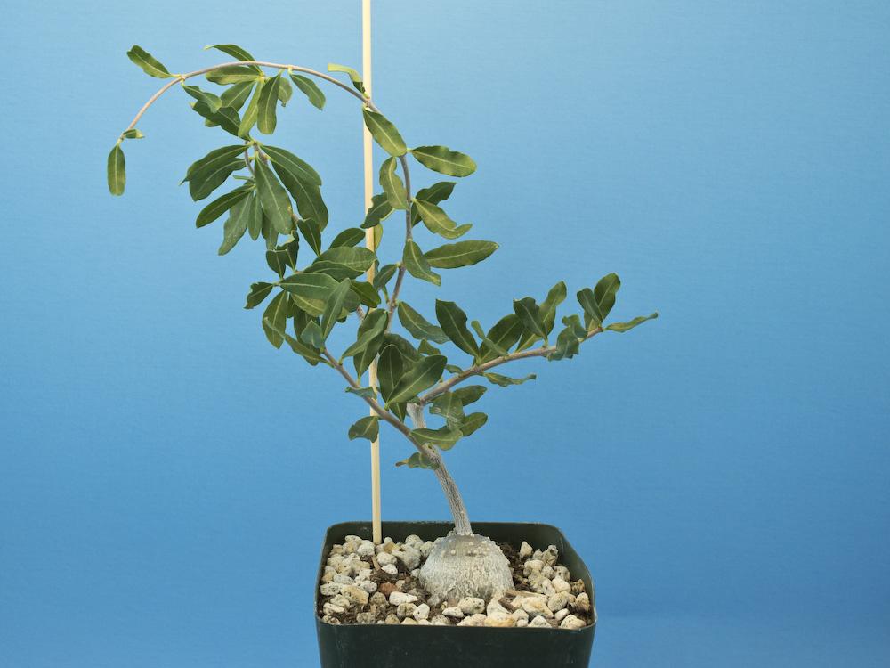 Fockea edulis