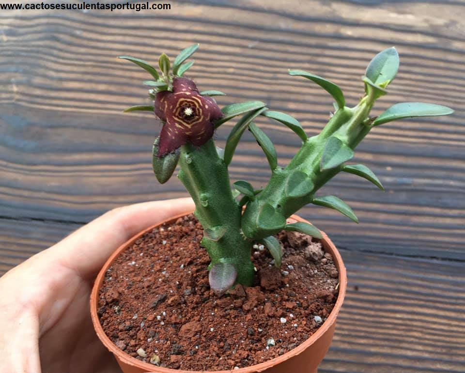 Frerea indica x Caralluma europaea