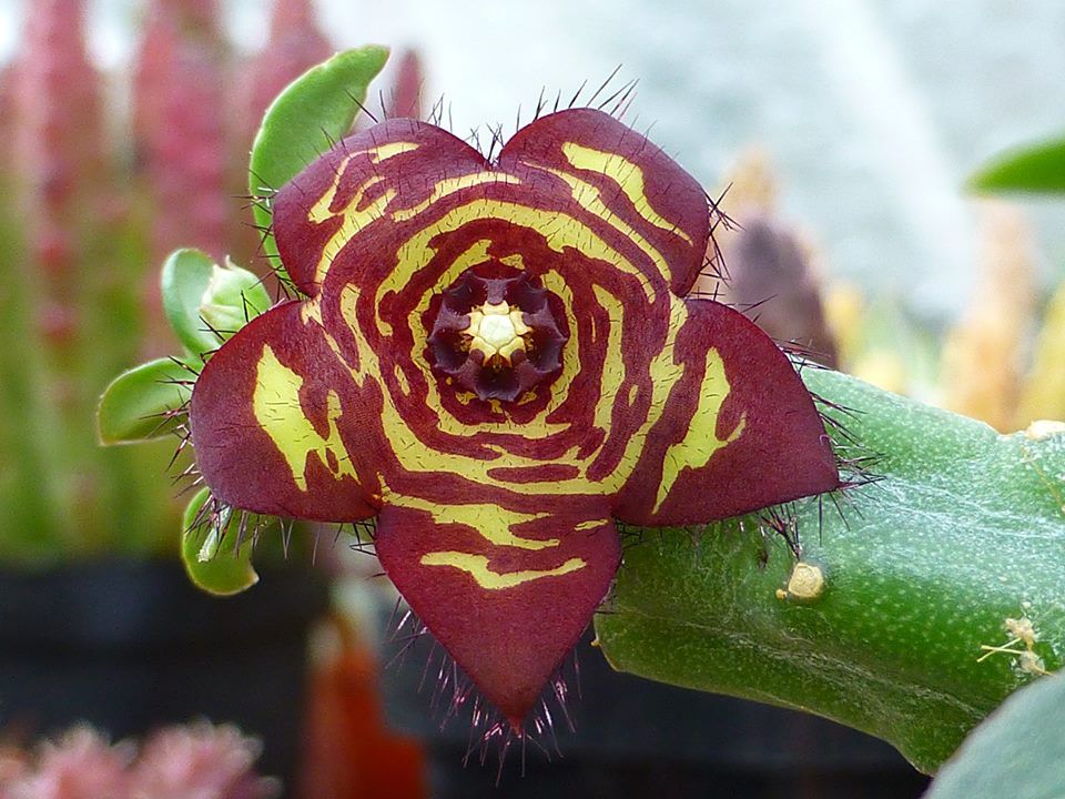 Frerea indica x Caralluma europaea