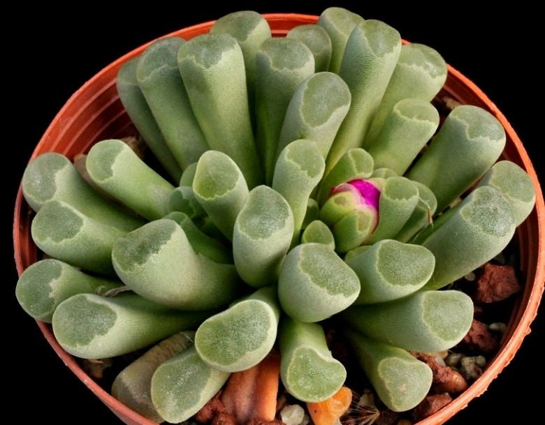 Frithia pulchra