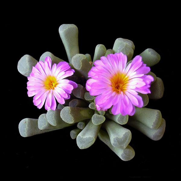 Frithia pulchra