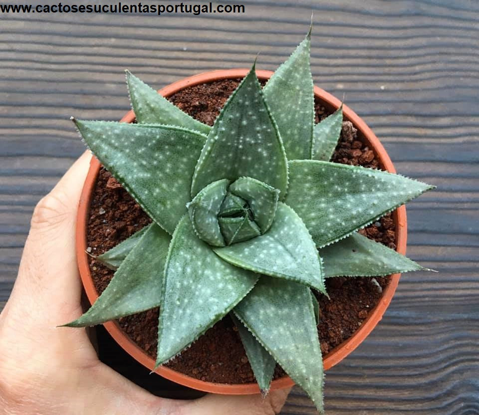 Gasteraloe 'Silver Swirls' 