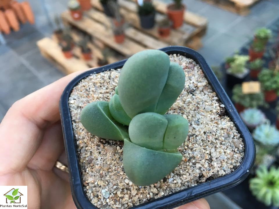 Gibbaeum pubescens