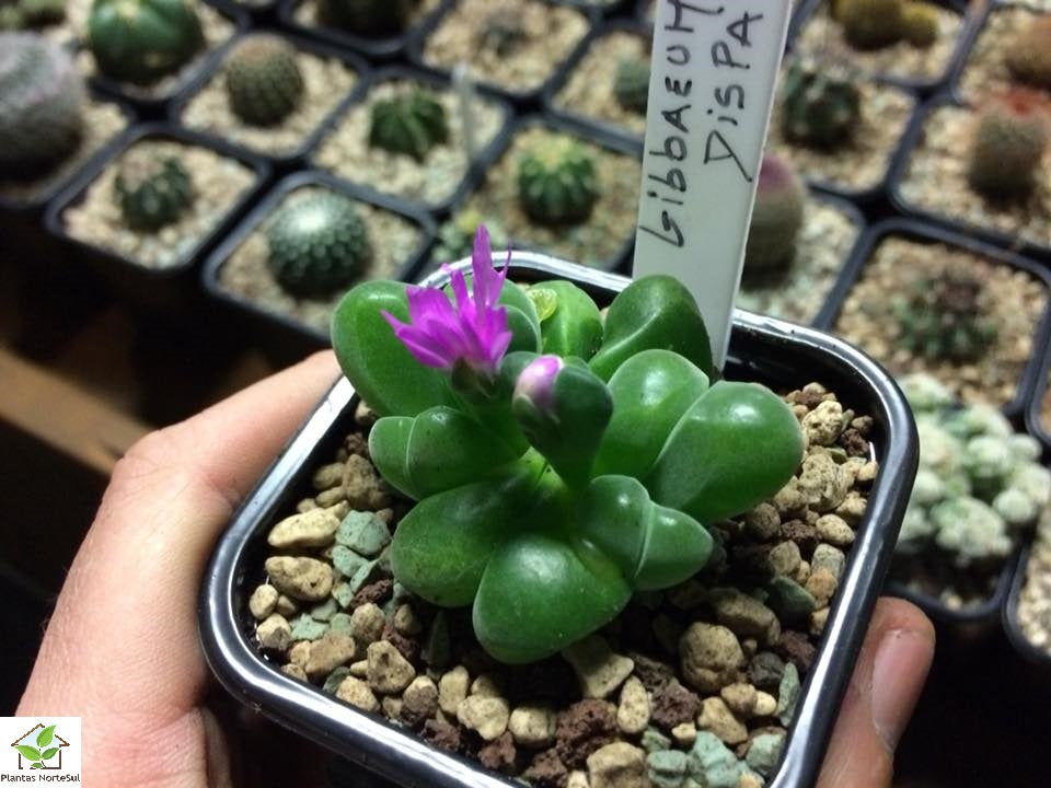 Gibbaeum Dispar