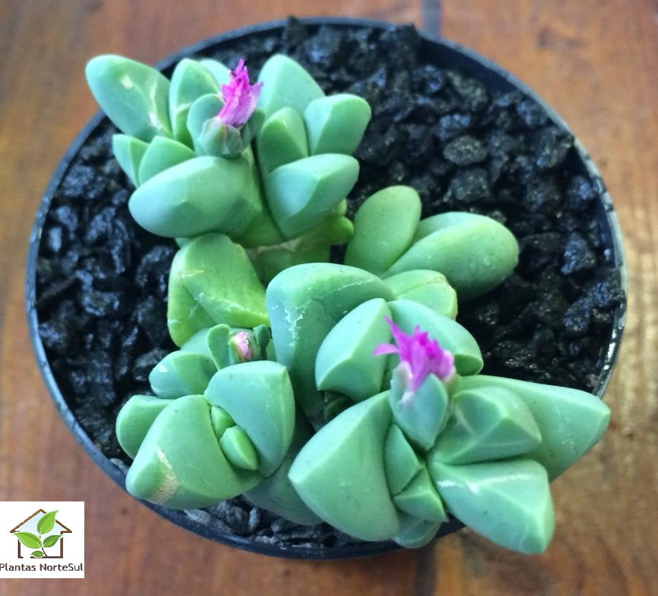 Gibbaeum Petrense