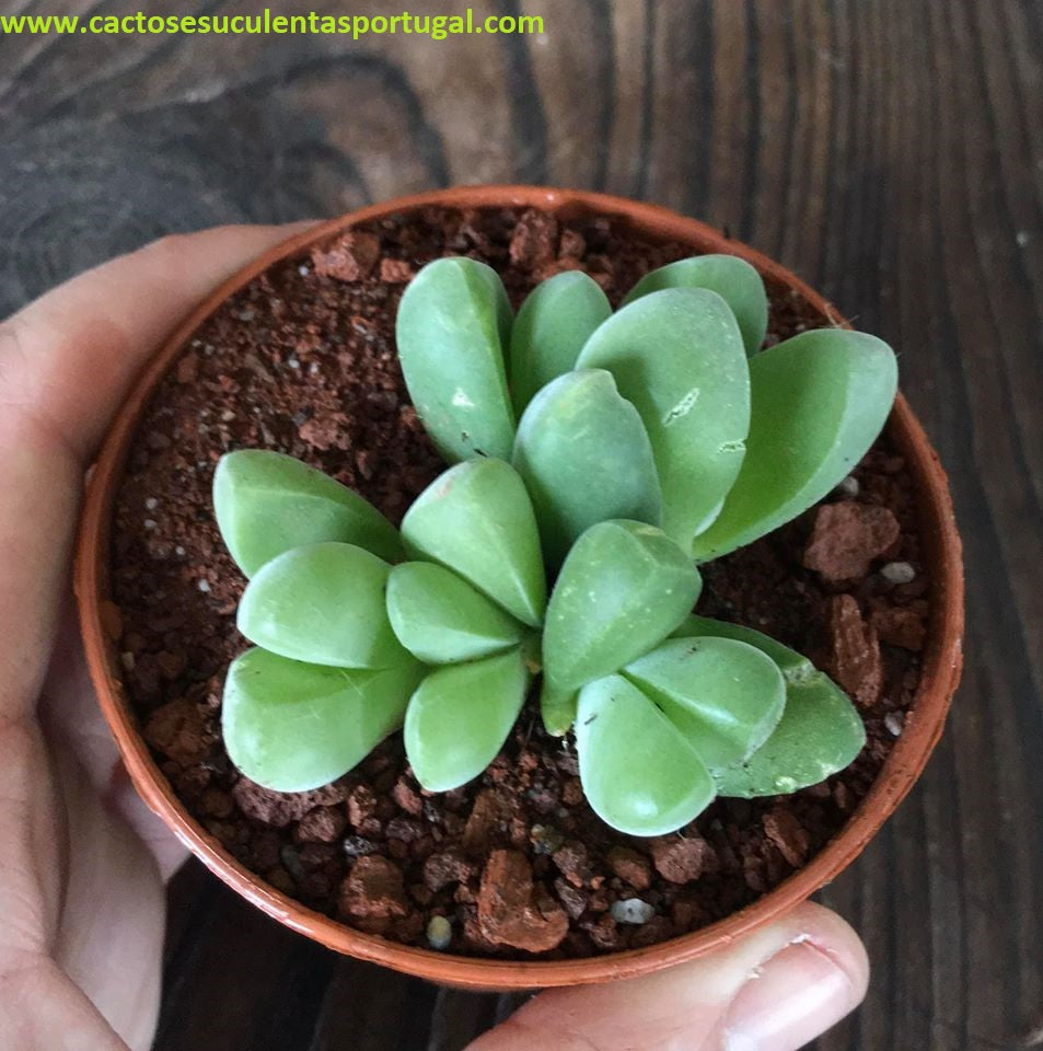 Gibbaeum heathii