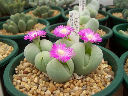 Gibbaeum heathii