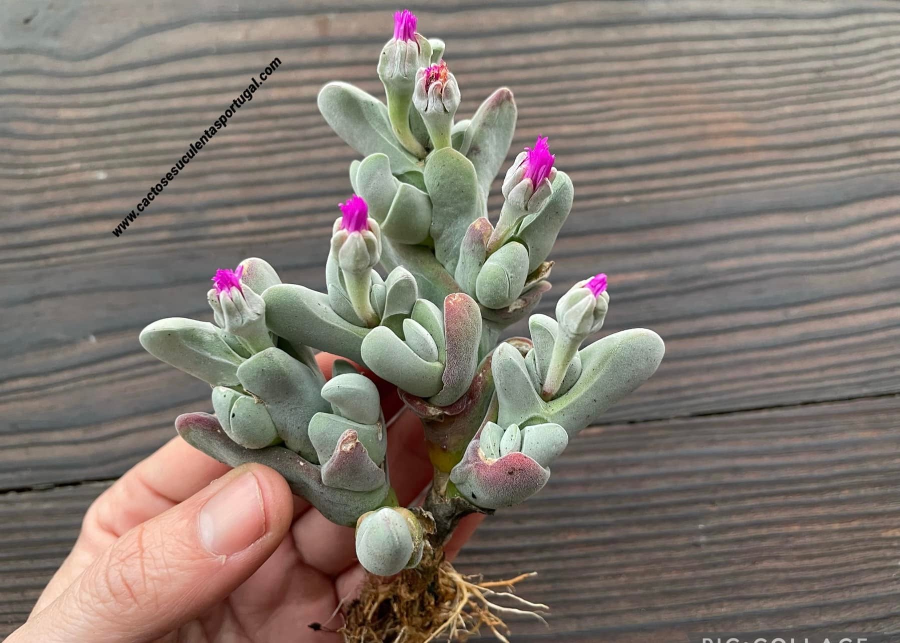 Gibbaeum pubescens spp. extra ramificado
