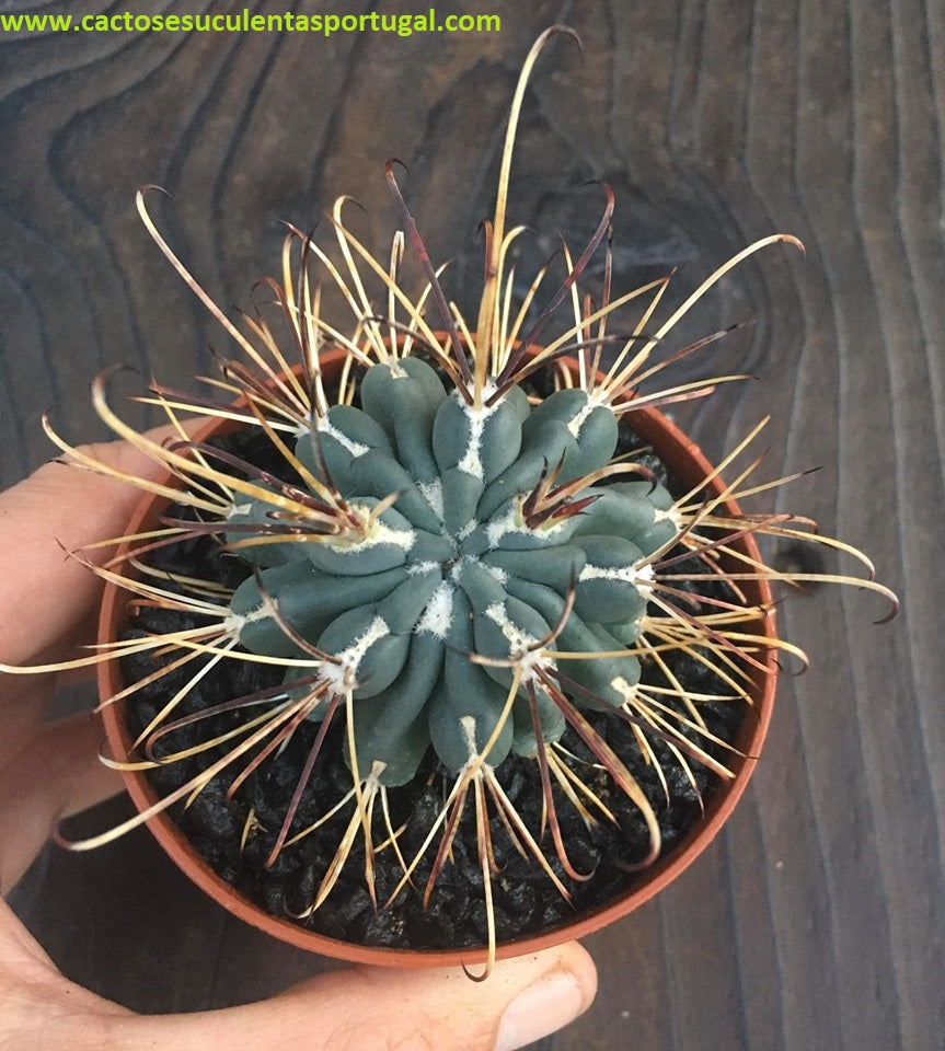 Sclerocactus Ferocactus Ancistrocactus